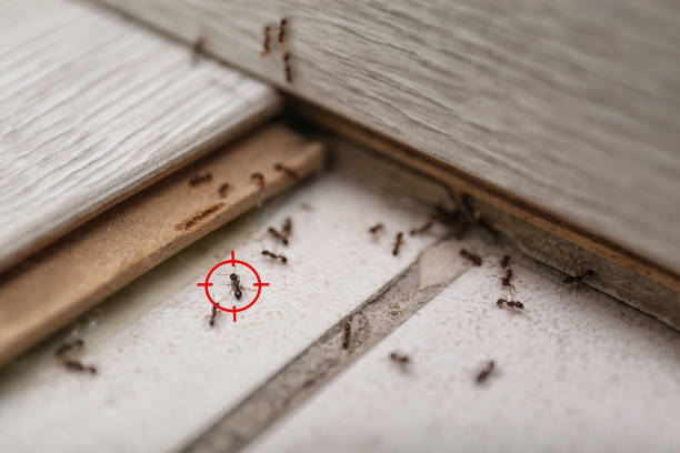 Best Pest Control Near Me in Bayou Blue, LA