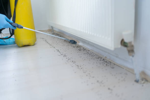 Best Bed Bug Extermination  in Bayou Blue, LA